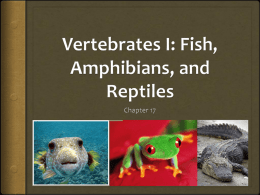 chapter_vertebrates