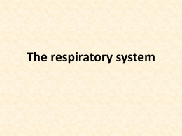 The respiratory system Respiration