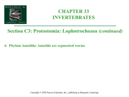 Organismal Biology/33C3-ProtostomiaLophotrchz