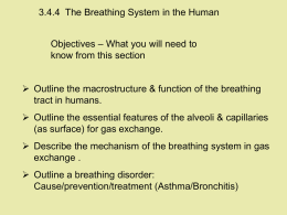 3.4.4 Lungs Breathing - Spanish Point Biology