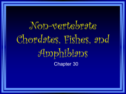 Vertebrates: Fishes to Reptiles