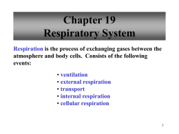 Respiratory System Notes - Reading Community Schools
