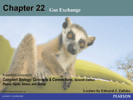 Chap 22 – Gas Exchange