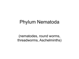 Phylum Nematoda - southbutterfield