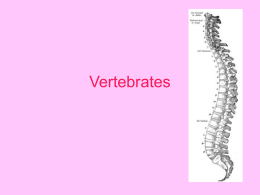 A look at DIversity-Vertebrates vertebrates