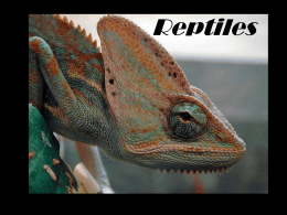 pwpt reptiles