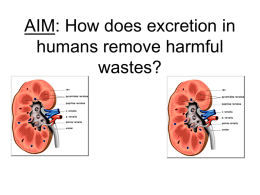 AIM: How does excretion in humans remove harmful wastes?