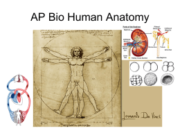 AP Bio Human Anatomy