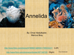 Annelida By: Omar Abdulkader, Marcus Bray