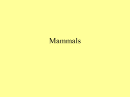 A38-Mammals