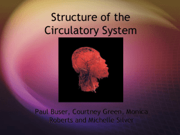 Structure of the Circulatory System
