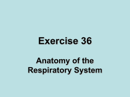Exercise 36 Respiratory System