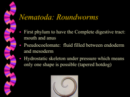 Nematoda: Roundworms