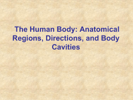 The Human Body: Anatomical Regions, Directions