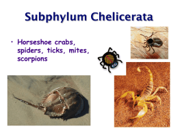 Arachnid & crustacean 2012-2013