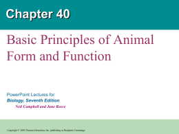 Principles of Animal Form & Function