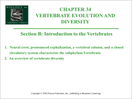 Organismal Biology/34B-IntroToVertebrates