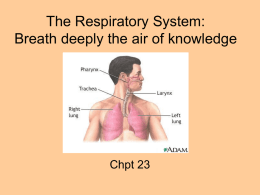 The Respiratory System - Brookwood High School
