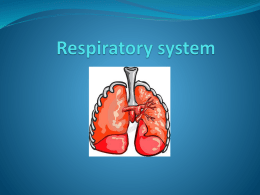 Respiratory system - EDF4402Assignment2