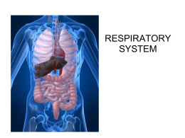 Respiratory System Slideshow - Mr. Money