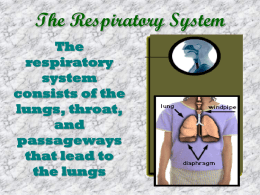 The Respiratory System - Junction Hill C