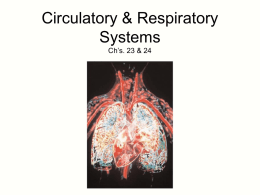 Ch. 23 & 24 Circulation and Respiration