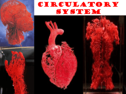 Circulatory system - KCI-SBI3U