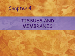 TISSUES AND MEMBRANES