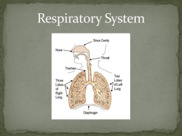 Respiratory System 2010