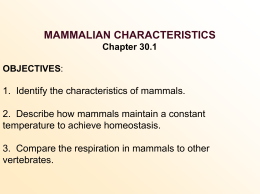 Other Characteristics Shared by Mammals