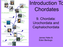 Introduction To Chordates