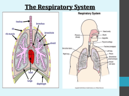 respiratory and digestive system notes