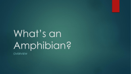 What*s an Amphibian?