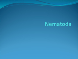 Nematoda - Net Start Class