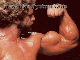 Muscular System Quizx