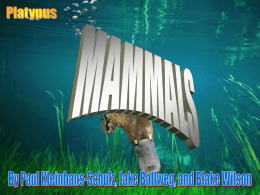 Mammal PowerPoint 1 - Mugans Biology Page