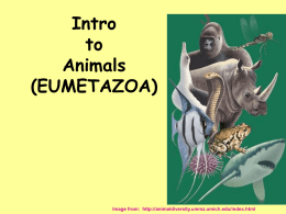 Intro to Animal