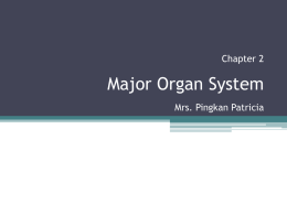 Chapter 2 Major Organ System