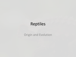 Reptiles history