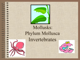 Mollusks - Phillips Scientific Methods