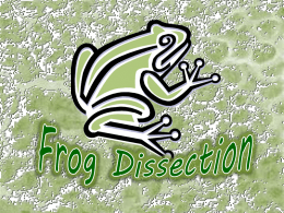 Frog Dissection Review File