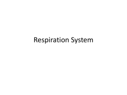 Respiration System - ScienceStLaurence
