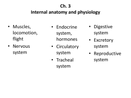 Ch. 3 Internal anatomy and physiology
