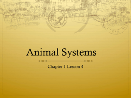 Animal Systems1