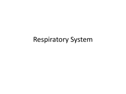 Respiratory System - Maria Regina School