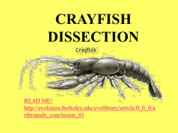 CrayfishDisssection