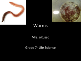 Worms - Mrs. aRusso`s 7th/8th Grade Science Site!