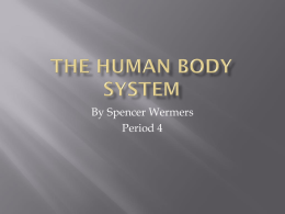 The human body System - local