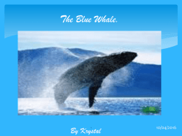 The Blue Whale.