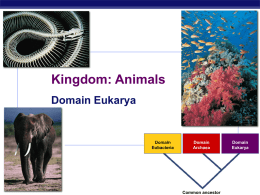 Kingdom Animalia - Biology Junction